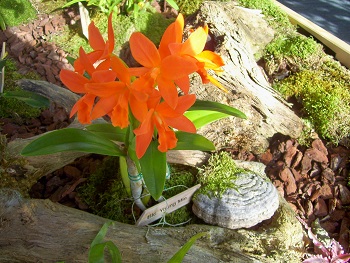 Foto von orangefarbigen Orchideen